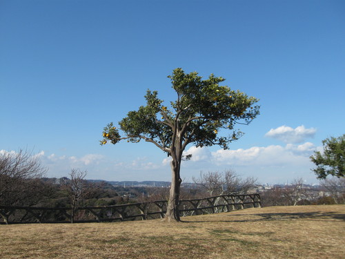 芝生広場のミカンの木